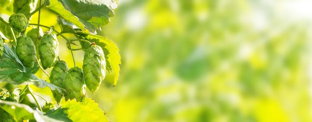 Gasthaus Wirth_Laberweinting_slider_image_3