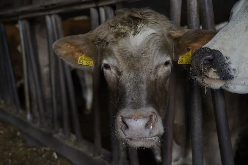 John Veres_Mohrenhof_Geslau_review