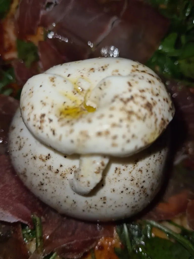 Menu_Vivere...da Leo_Neunkirchen_image_2