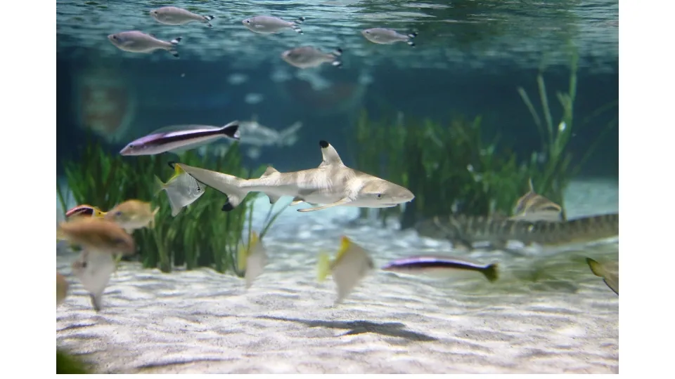 SEA LIFE Oberhausen_Oberhausen_slider_image_1