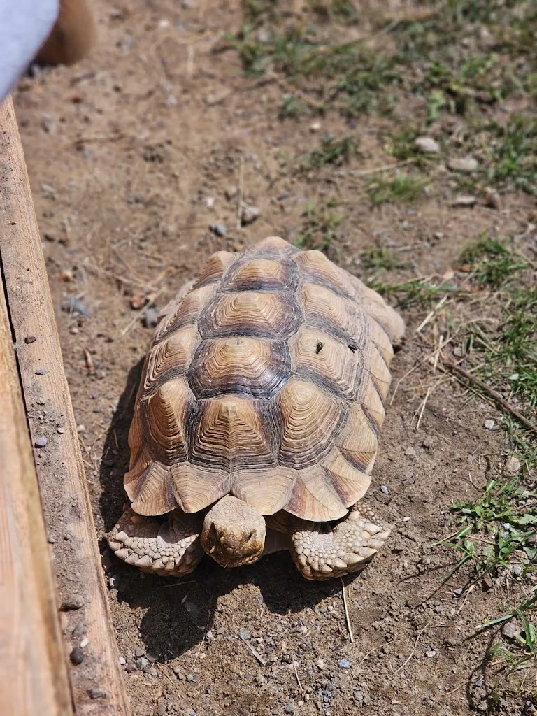 Lea Störmann_Animal and amusement park Good Eversum_Olfen_review