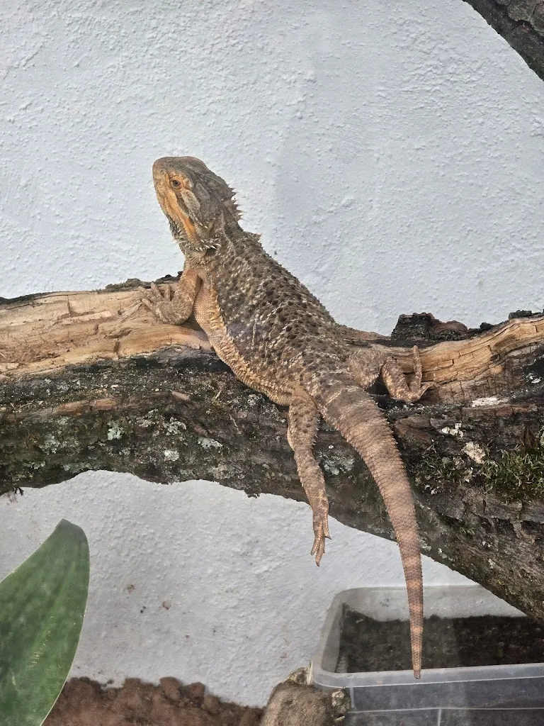 Seppel_Animal and amusement park Good Eversum_Olfen_review