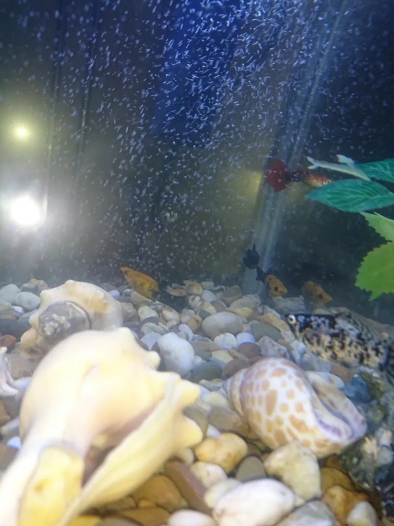 Menu_Pieser's Gasthaus seit 1589_Telgte_image_3