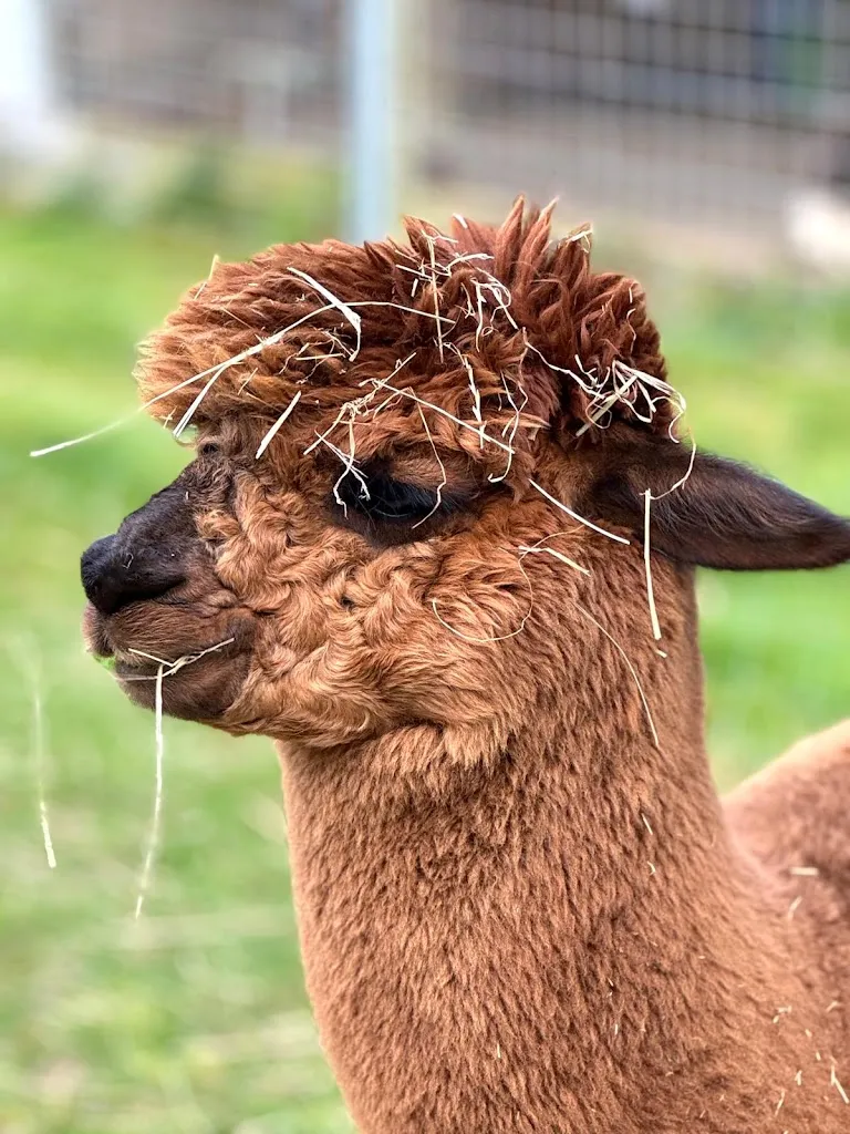 Restaurant Hohe Heide Beckmann Alpaka Spaziergänge und Alpaka-Produkte_Rheine_slider_image_3
