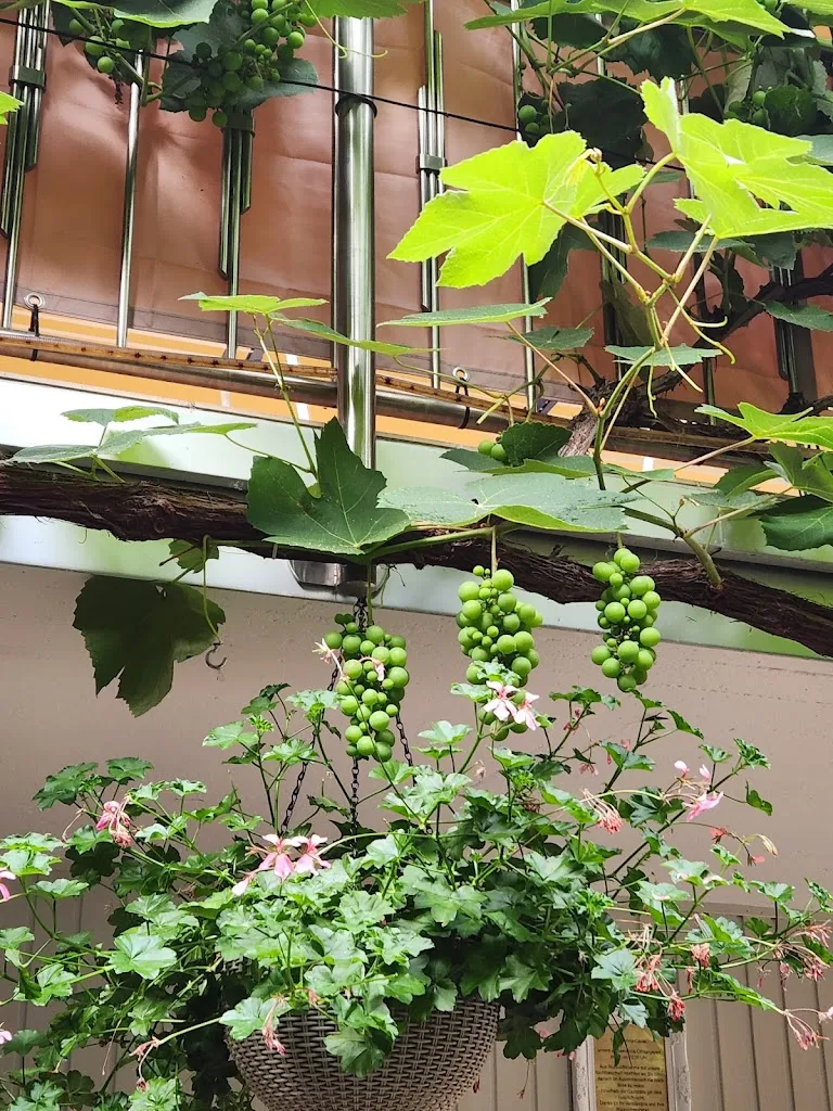 Michelle Peacock_Sakura Asiatische Küche_Bruchweiler-Bärenbach_review