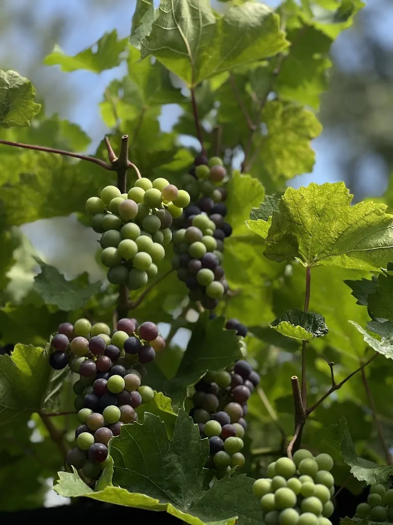 Laura Fa_Brunnenterrasse_Edesheim_review