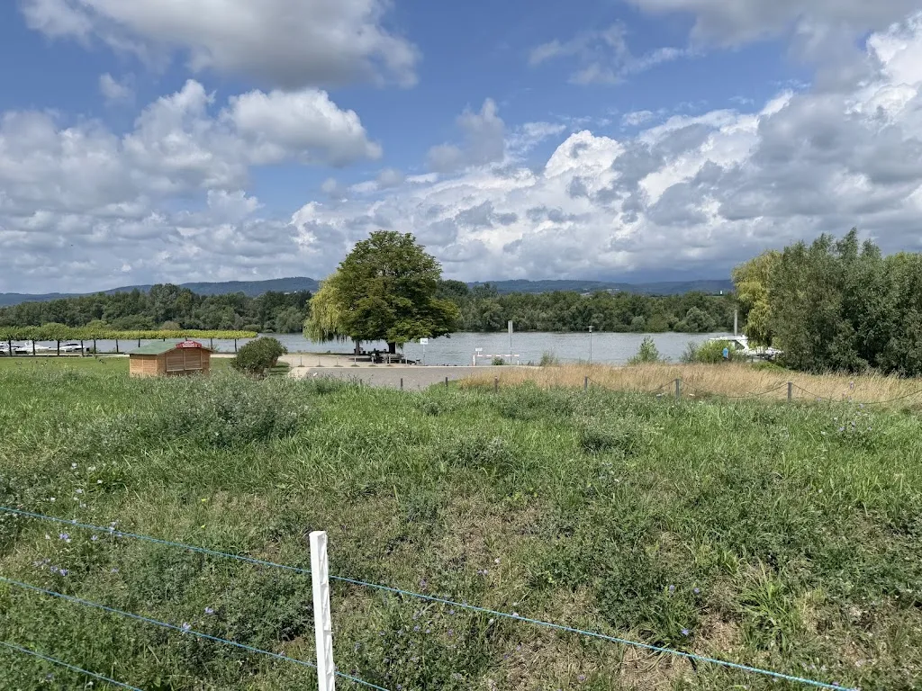 Geetika Arora_Sakura am Rhein_Rhein_review