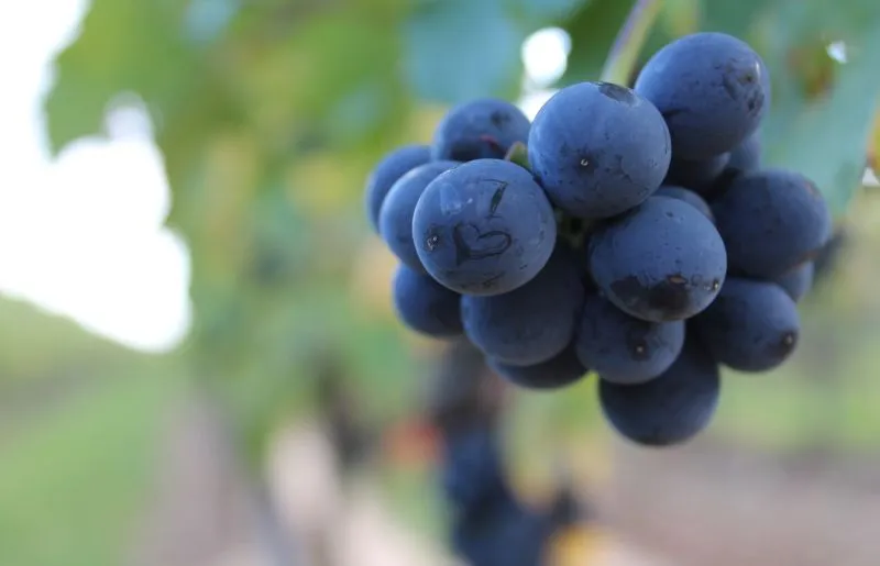 Weingut Winzerhotel Kinges-Kessel_Mörstadt_slider_image_1