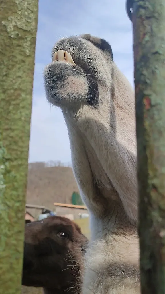 Niederfischbach e.V. Zoo_Niederfischbach_slider_image_2