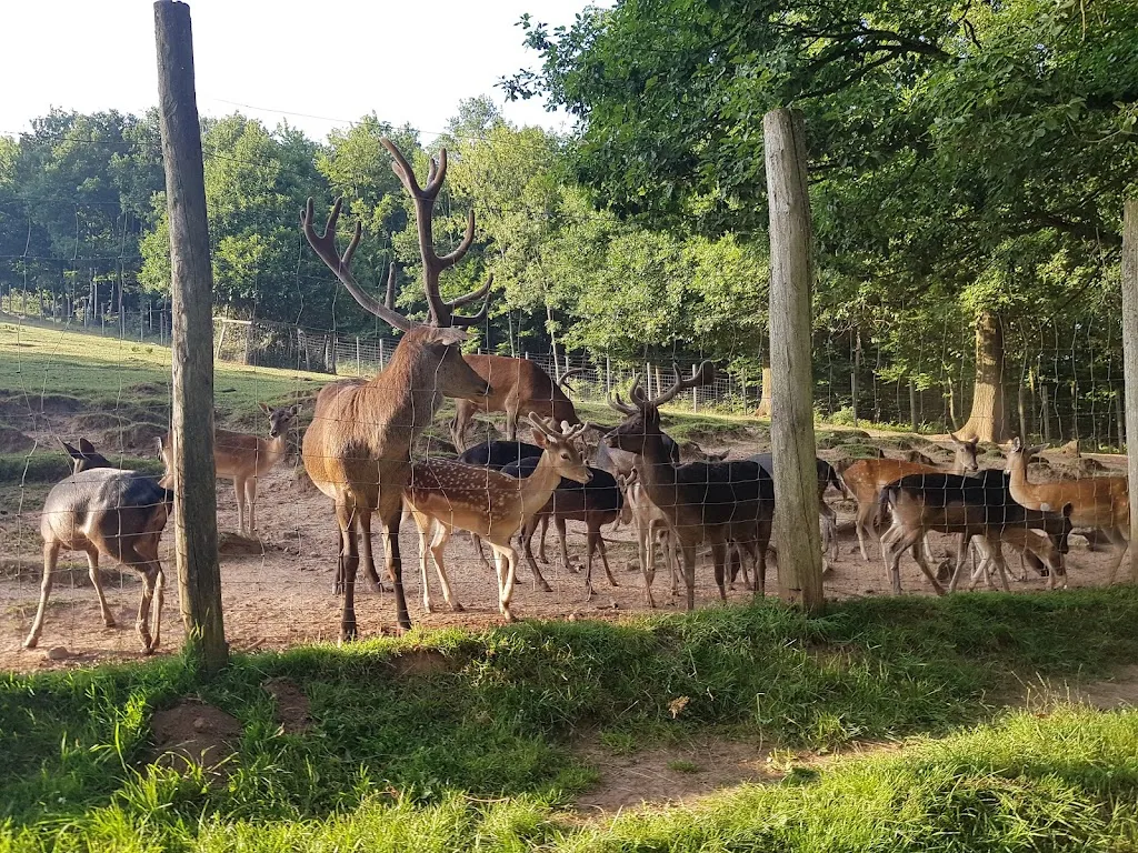 Anita Schmitt Gasthaus zum Wildpark_Völklingen_slider_image_3
