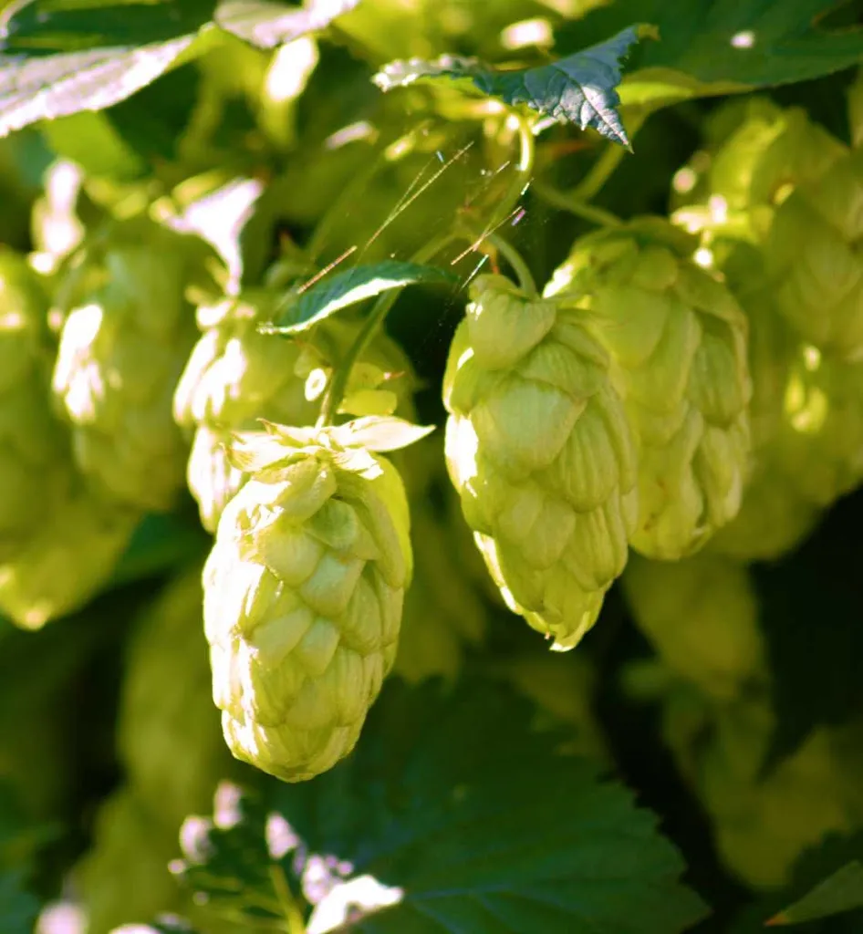 Gaststätte Berggasthof_Markersdorf_slider_image_2