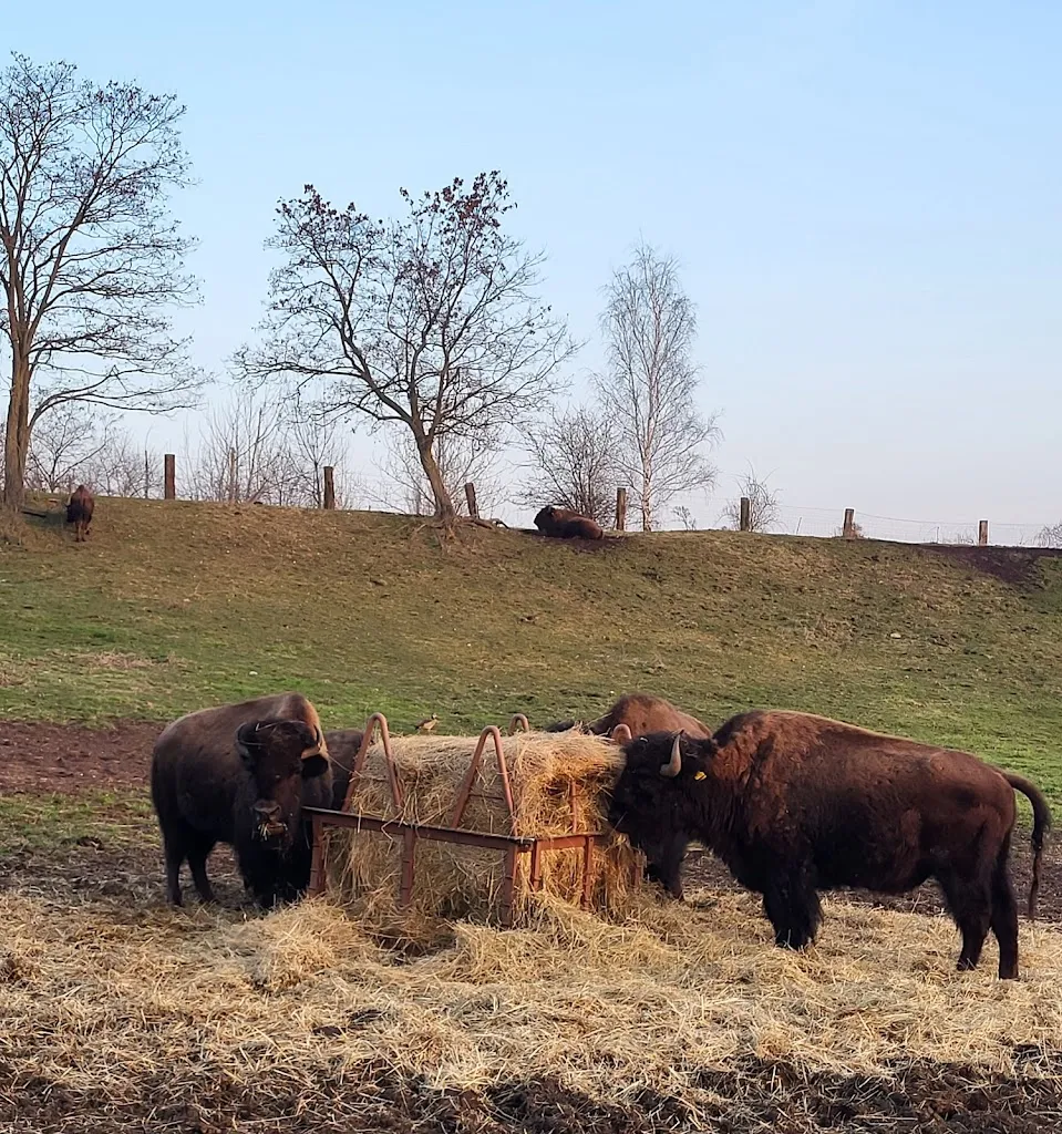 Buffalo Ranch Restaurant/Grillhütte_Neukieritzsch_slider_image_1