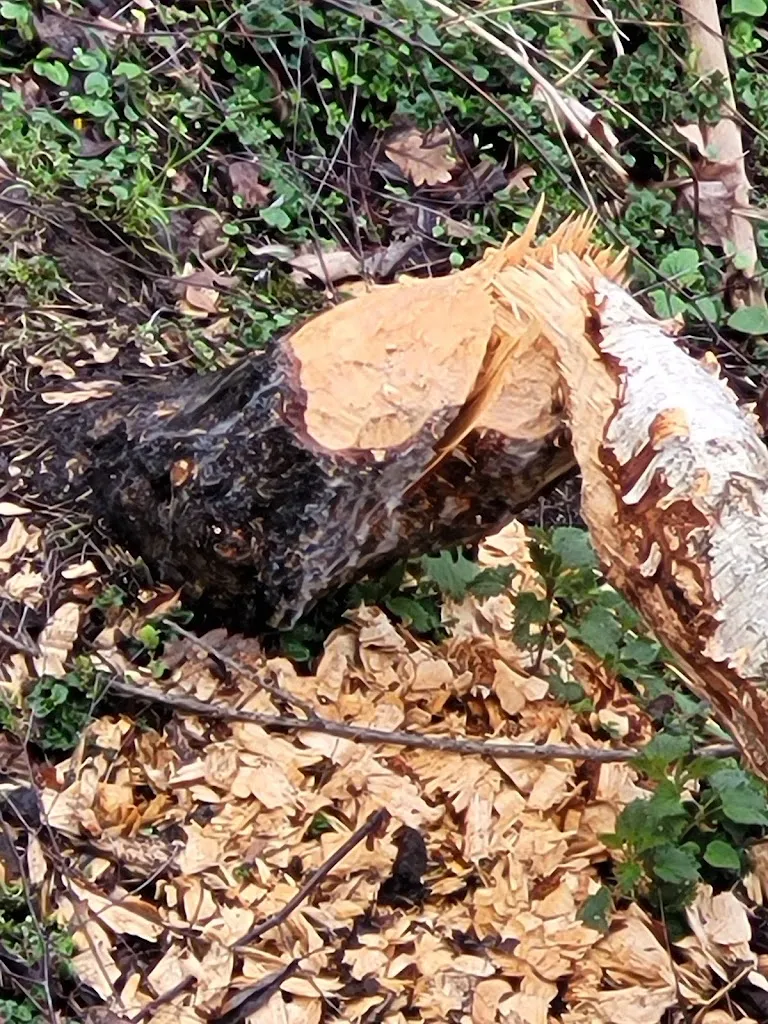 Schwarzer Specht_Restaurant „Zur 5er Brücke“_Niederwiesa_review