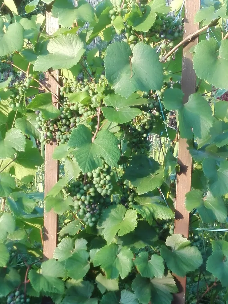 Menu_Menü Niederwiesa GmbH & Co.KG_Niederwiesa_image_5