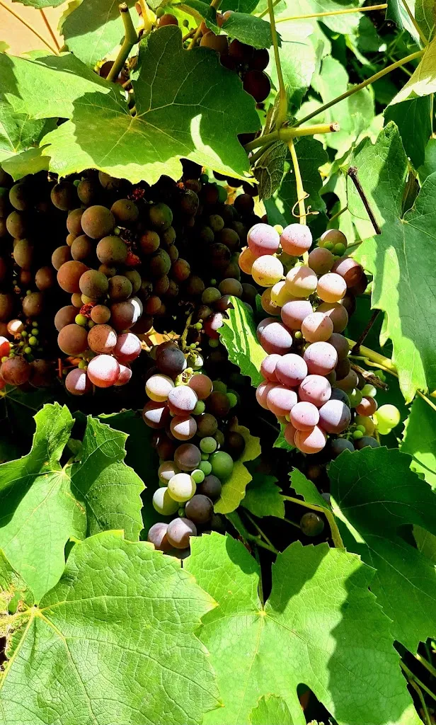 Menu_Gaststätte Alte Wassermühle_Obergurig_image_7