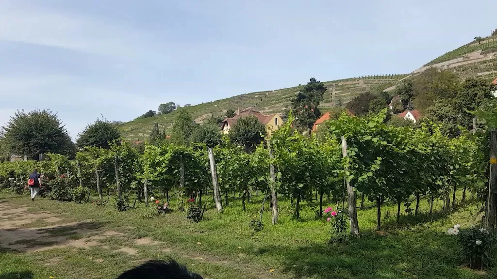 Weingut Karl Friedrich Aust_Radebeul_slider_image_2