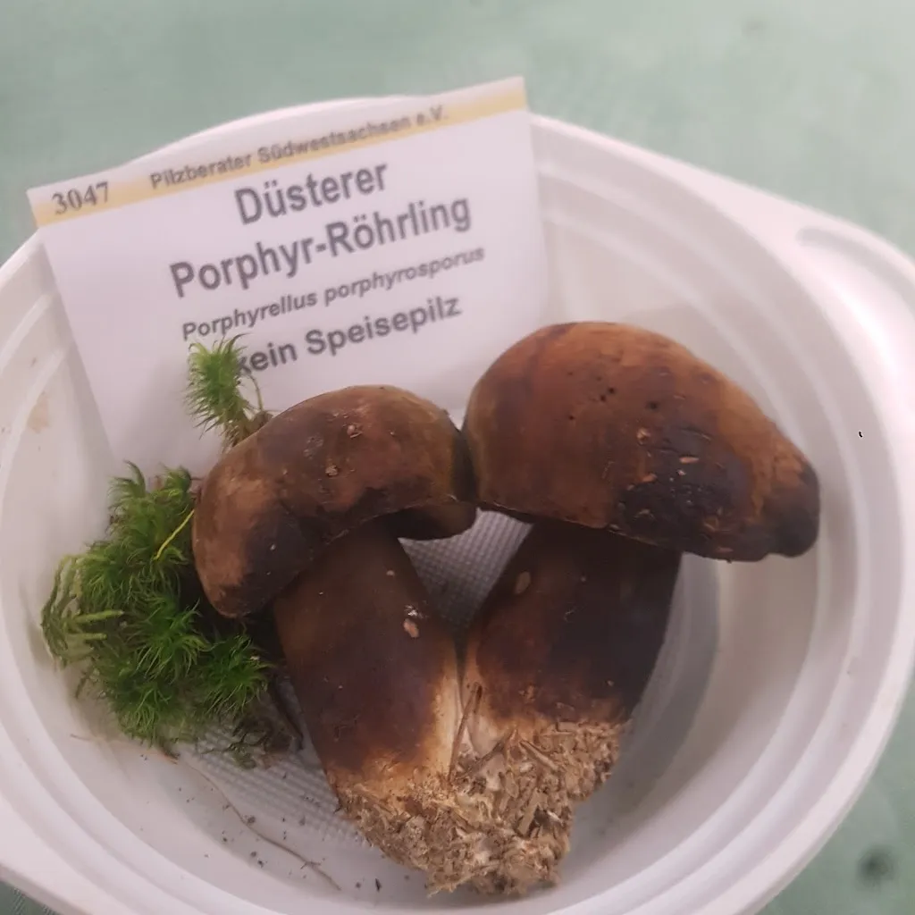 Menu_Gaststätte Bei Freunden_Auerbach/Vogtland_image_4