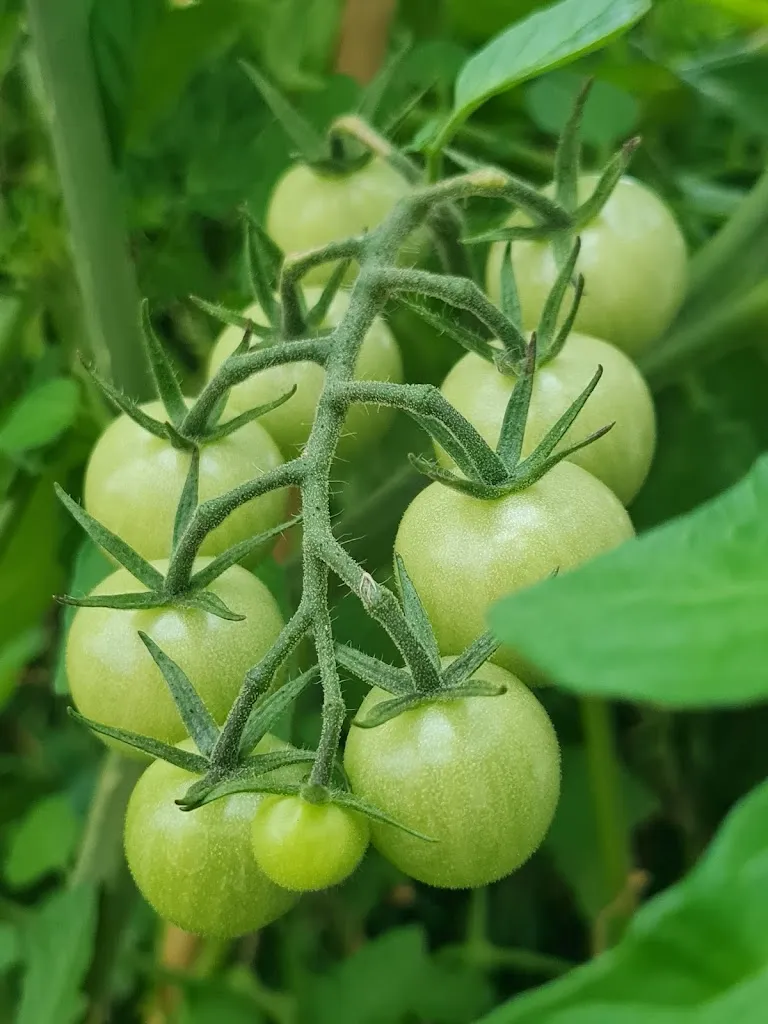 Menu_HungAsien_(Elster)_image_6