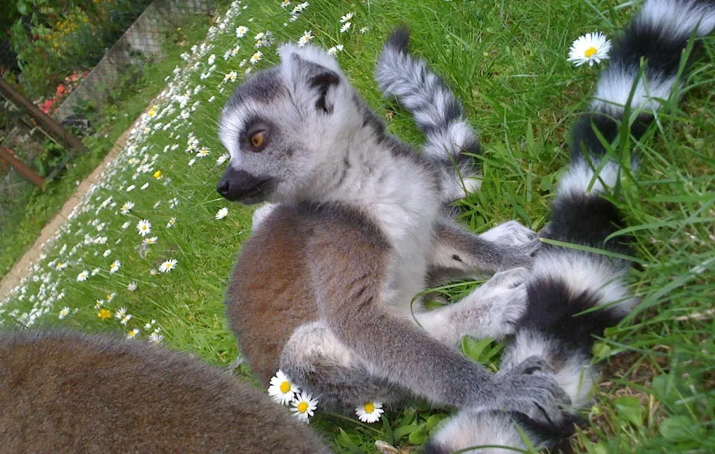 Gettorf Zoo restaurant in Gettorf