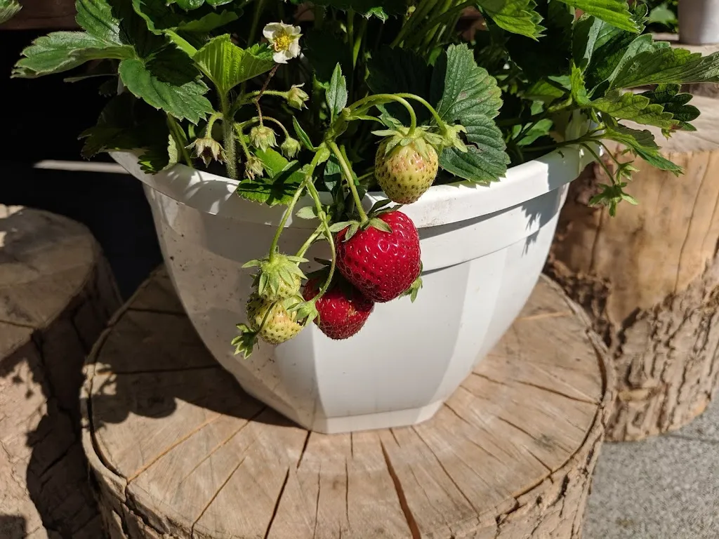 Menu_China Restaurant Chau & Yeo_Eckernförde_immagine_9