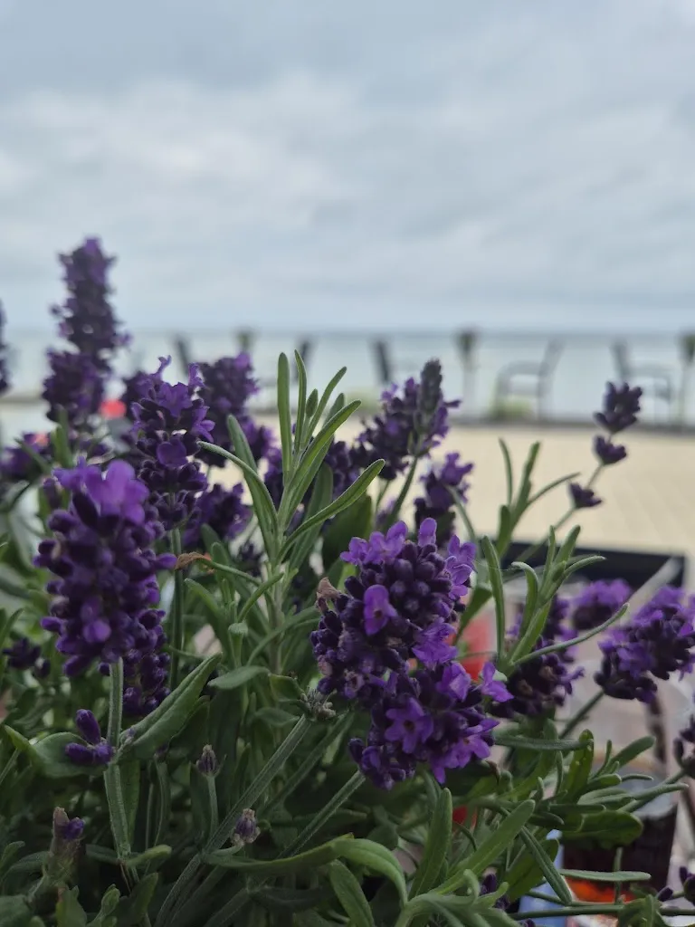 Patricia Schallert_Morgenstern Bistro_Großenbrode_review