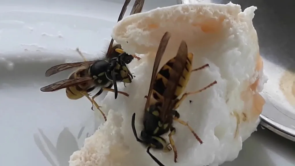 Obsthof Stubbe_Rieseby_slider_image_2