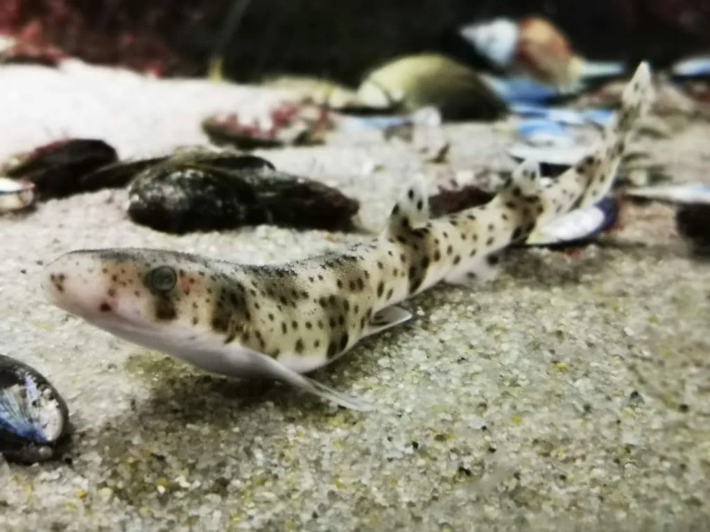 Menu_Restaurant Multimar_Tönning_image_8