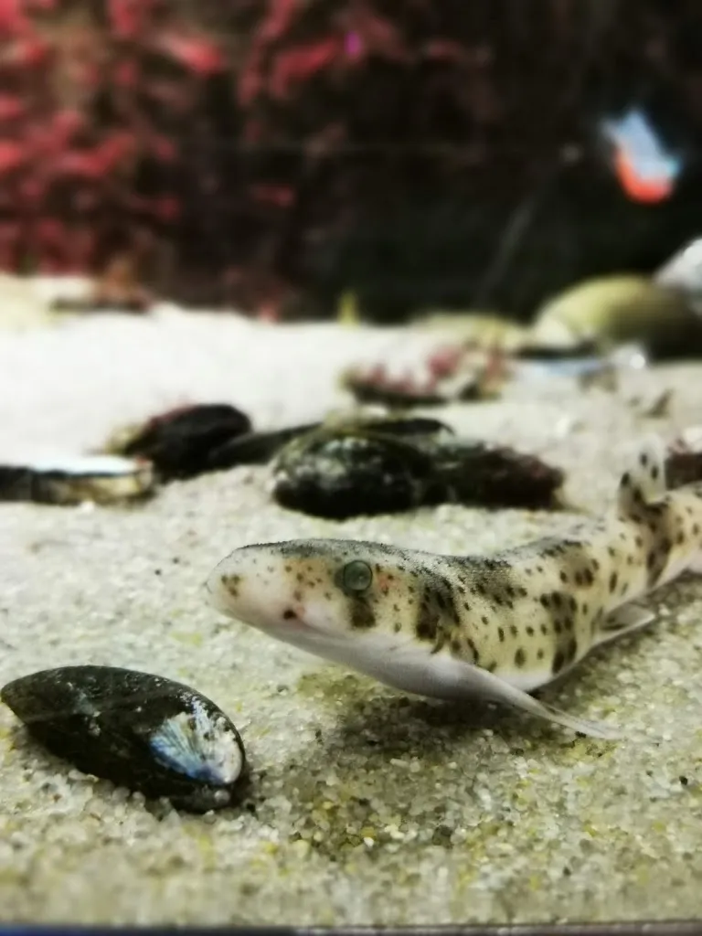 Menu_Restaurant Multimar_Tönning_image_9