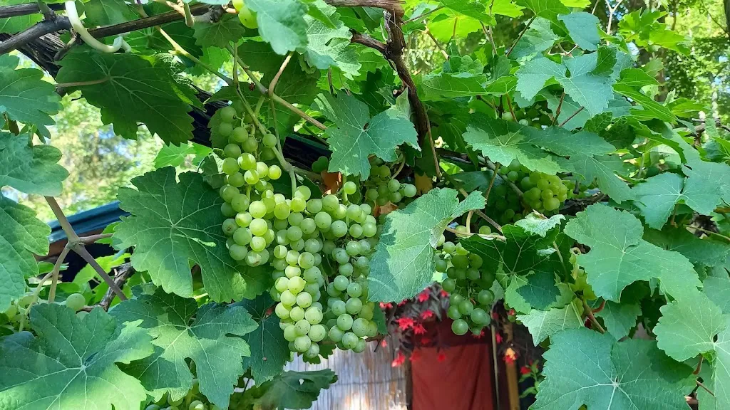 Menu_Waldgaststätte Wechmarer Hütte_Georgenthal_image_6