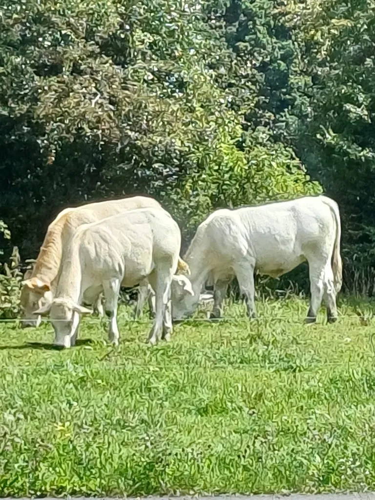 Keylana Karin_Gaststätte Zum Lindenhof_Küllstedt_recensione
