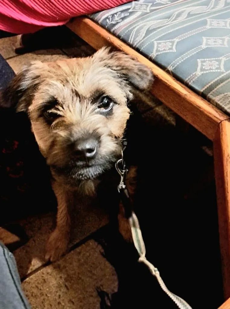 clau dia_Zum Bayerischen Wirt_Hengersberg_review