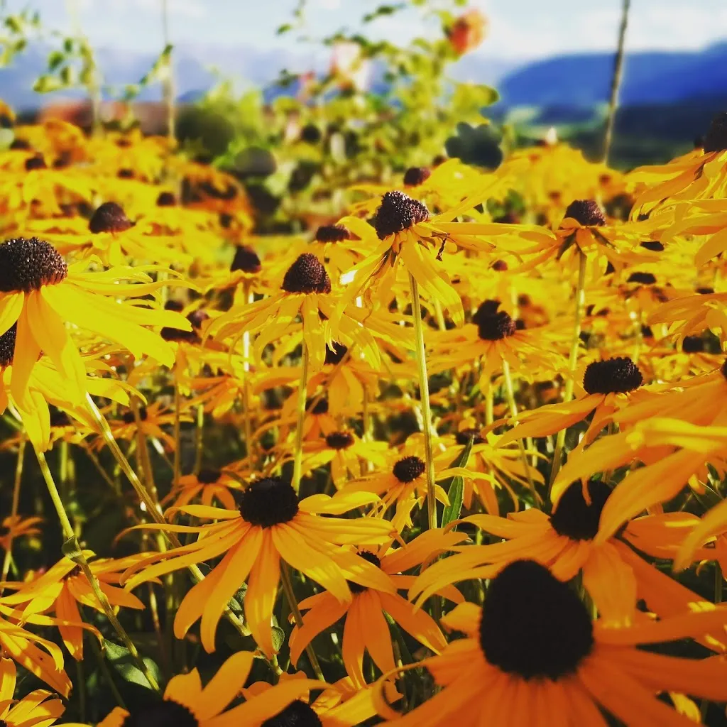 Caroline Tudyka_Bauerngasthof Cafe Mayr_Ofterschwang_review