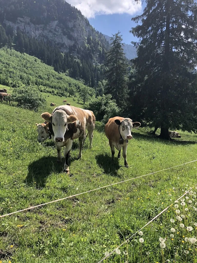 Callie Koehr_Reith-Alpe Schwangau_Schwangau_review