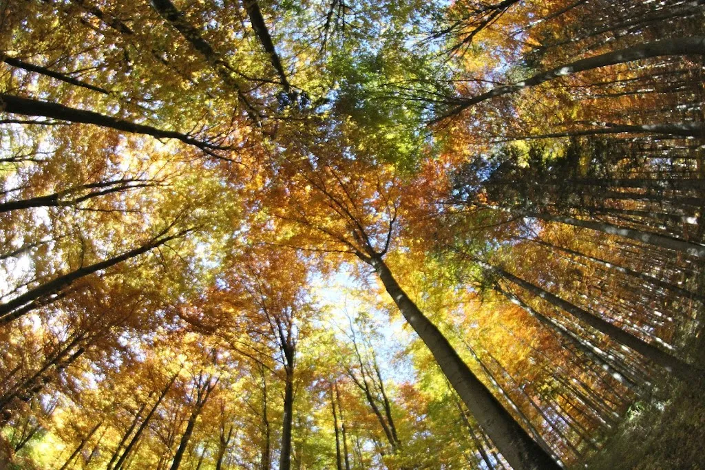 Stefan Bothner_Premiumwanderwege Traufgänge Albstadt_Albstadt_recensione