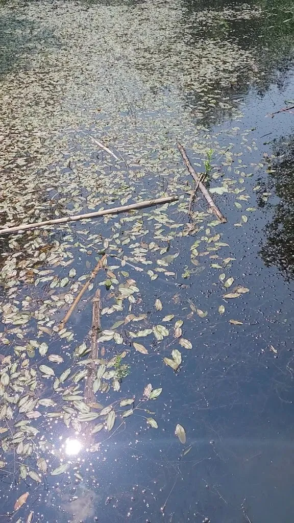 Josef Schuster_Waldschänke Hohenlindener Sauschütt_Hohenlinden_review