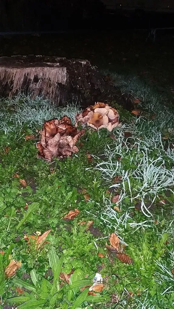 Menu_Ristorante Belvedere_Hofstetten-Flüh_immagine_6