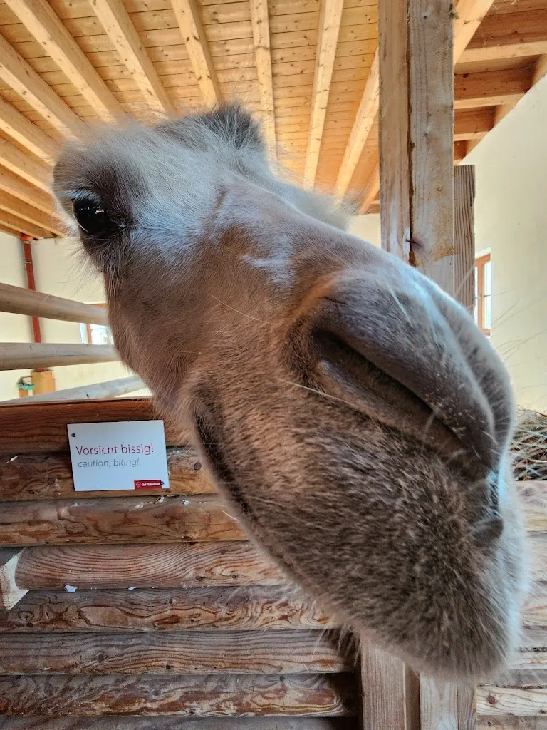 Sun Harper-Zahn_Gut Aiderbichl Iffeldorf_Iffeldorf_review