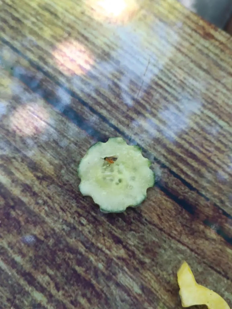 Klaus Kirmes_Café Morizz_Buchloe_review