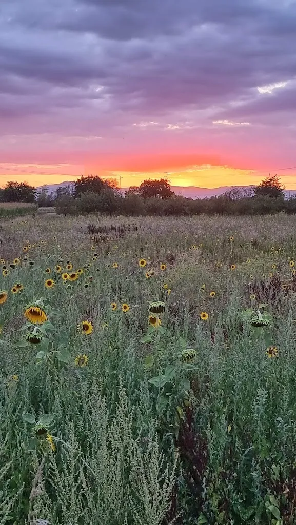 Wein-und Obsthof Rüdlin Auggen ristorante a Auggen
