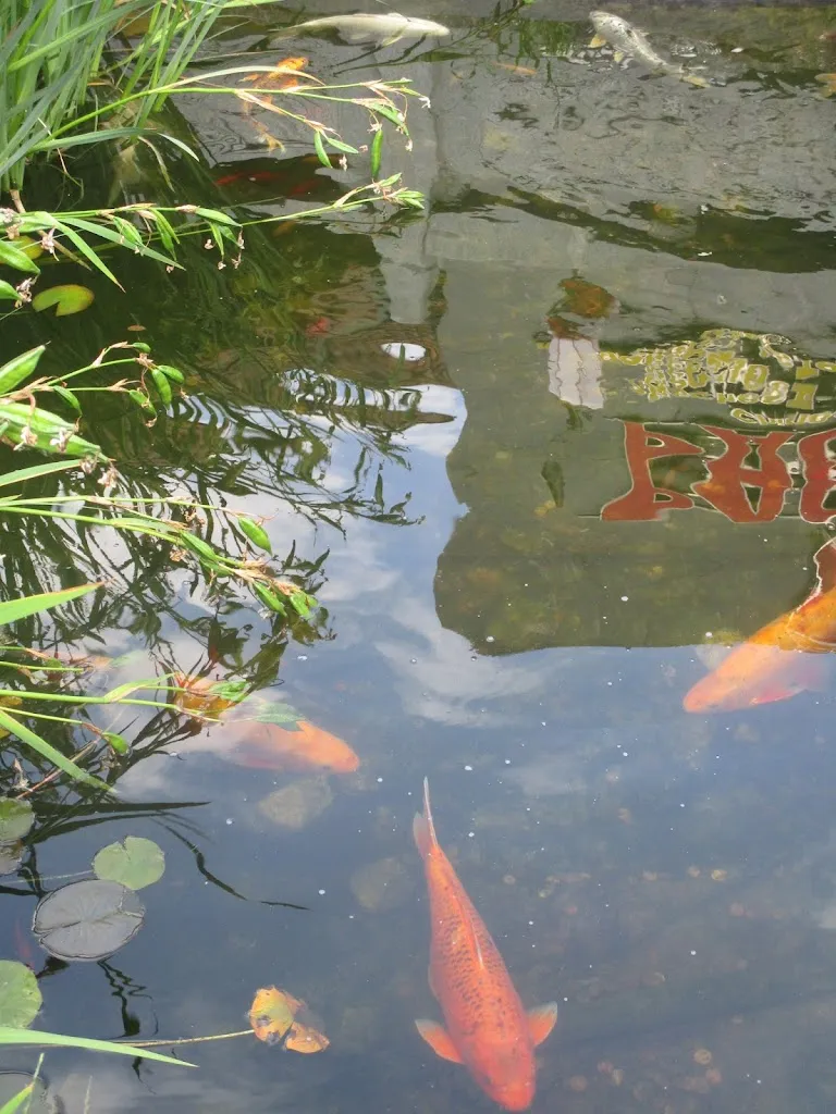 Samsung Nebelscheinwerfer_Chinarestaurant Pagoda GmbH_Göttingen_avis