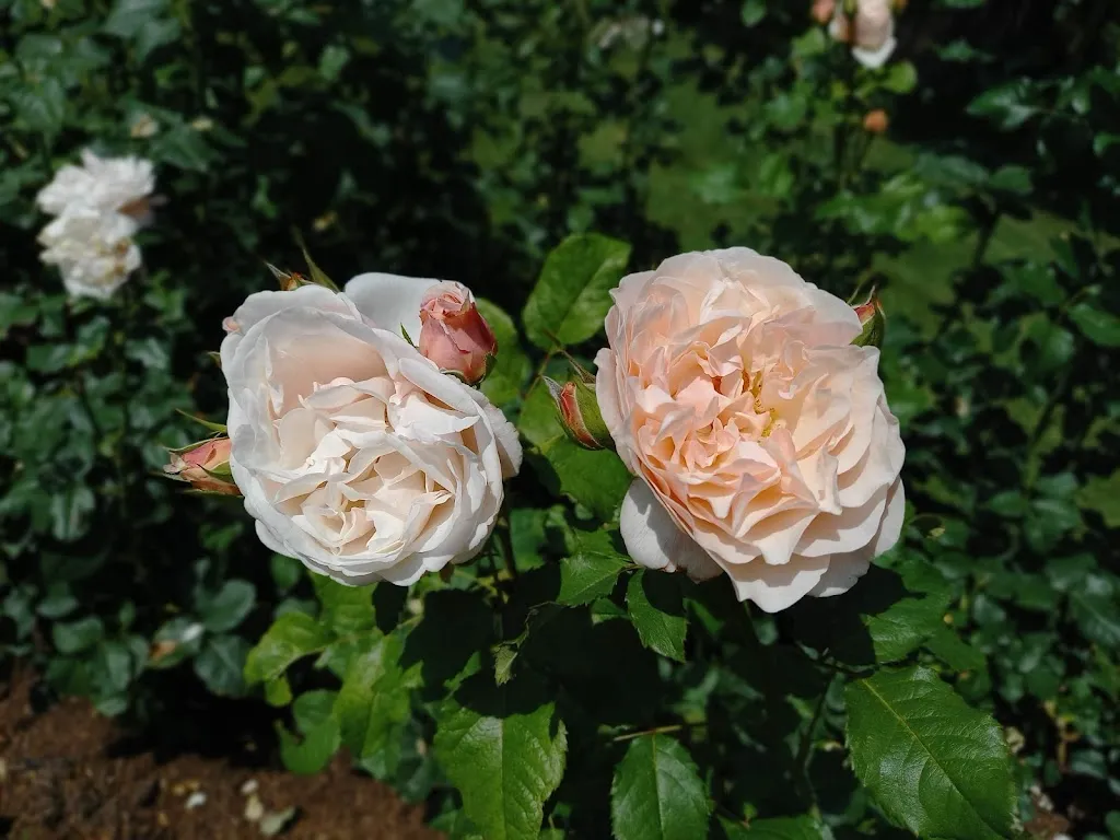 Coralie Etter_Landhaus Ettenbühl_Bellingen_review