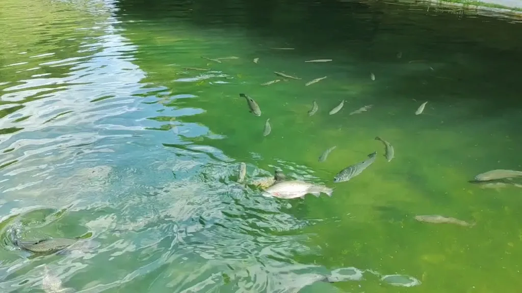 Heiner's Forellenräucherei_Pottenstein_slider_image_2