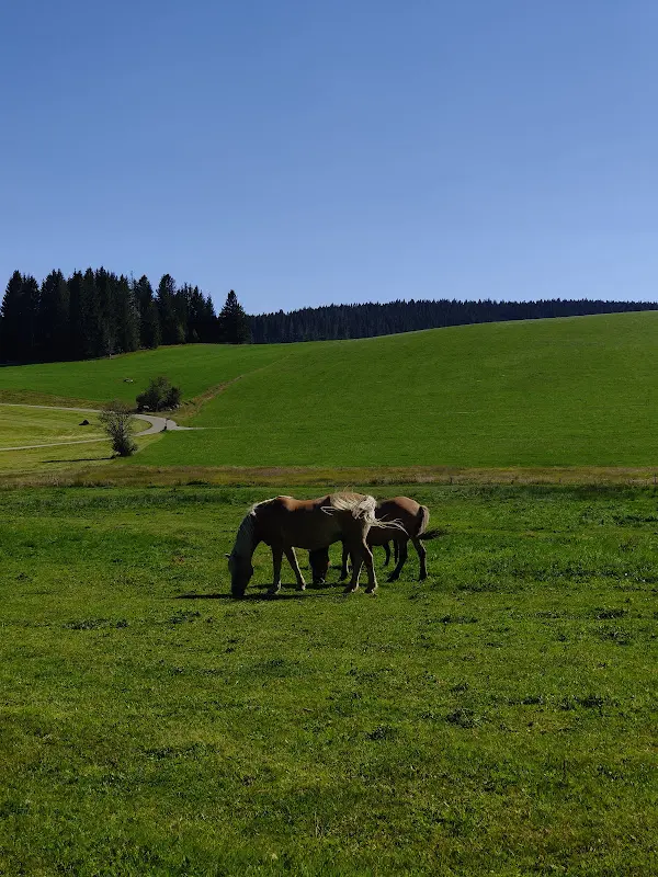 Mihika Jindal_Reinertonishof - Ute Duffner_Schwarzwald_review