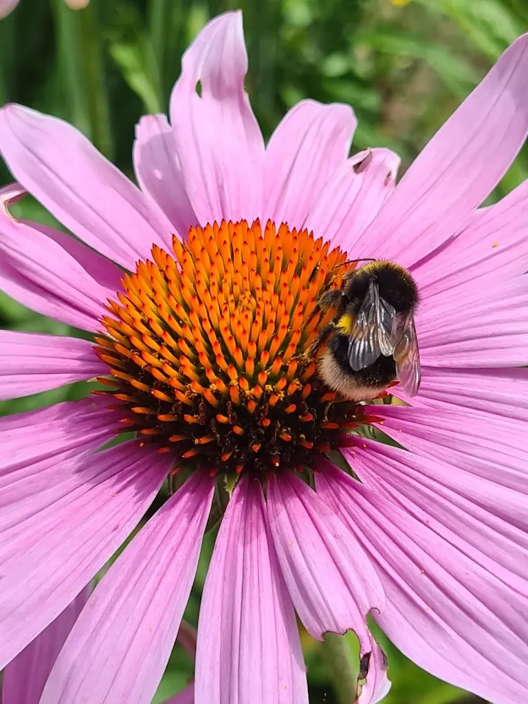 Nicole Anansi_Kurpark_Rappenau_avis