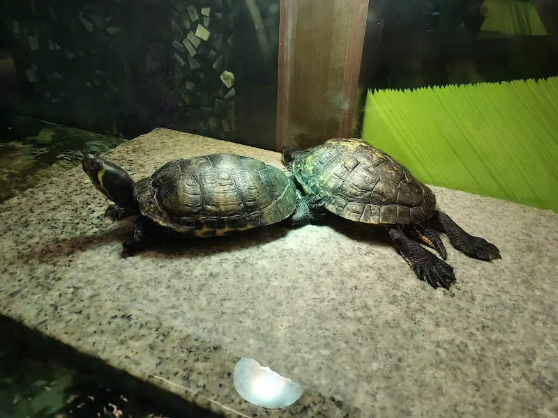 Marco Ruvutuso_ASIA CITY Unterhaching_Unterhaching_review