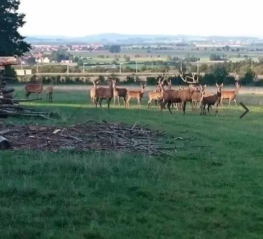 Gasthaus Zur Linde_Thalmässing_slider_image_3