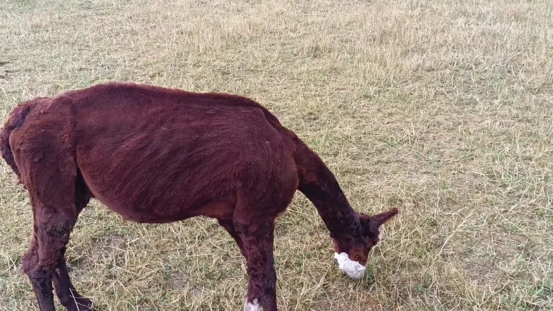 Zum Bergwirt Inh. Stefan Polak_Vilsbiburg_slider_image_3