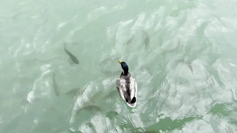 Hotel-Restaurant Veldener Traumschiff_Austria_slider_image_2