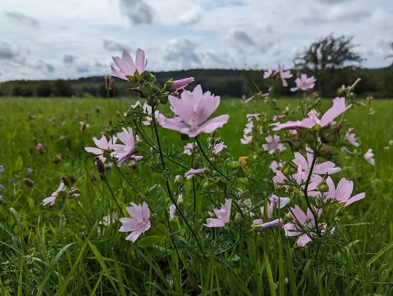 Michaela Clarke_Landgut Katzenbuckel Event Location und Biergarten_Waldbrunn_review