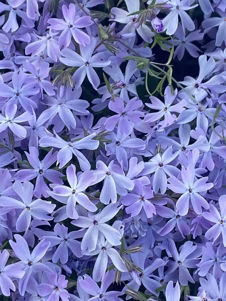 Αργύρης ΑΛΕΞΙΟΥ_Aeantio traditional café ..._Atalánti_review